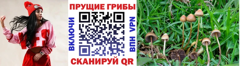 купить наркотик  Облучье  Галлюциногенные грибы Cubensis 